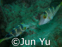 Kissing fish @ daryl laut anilao batangas olympus C7070 a... by Jun Yu 